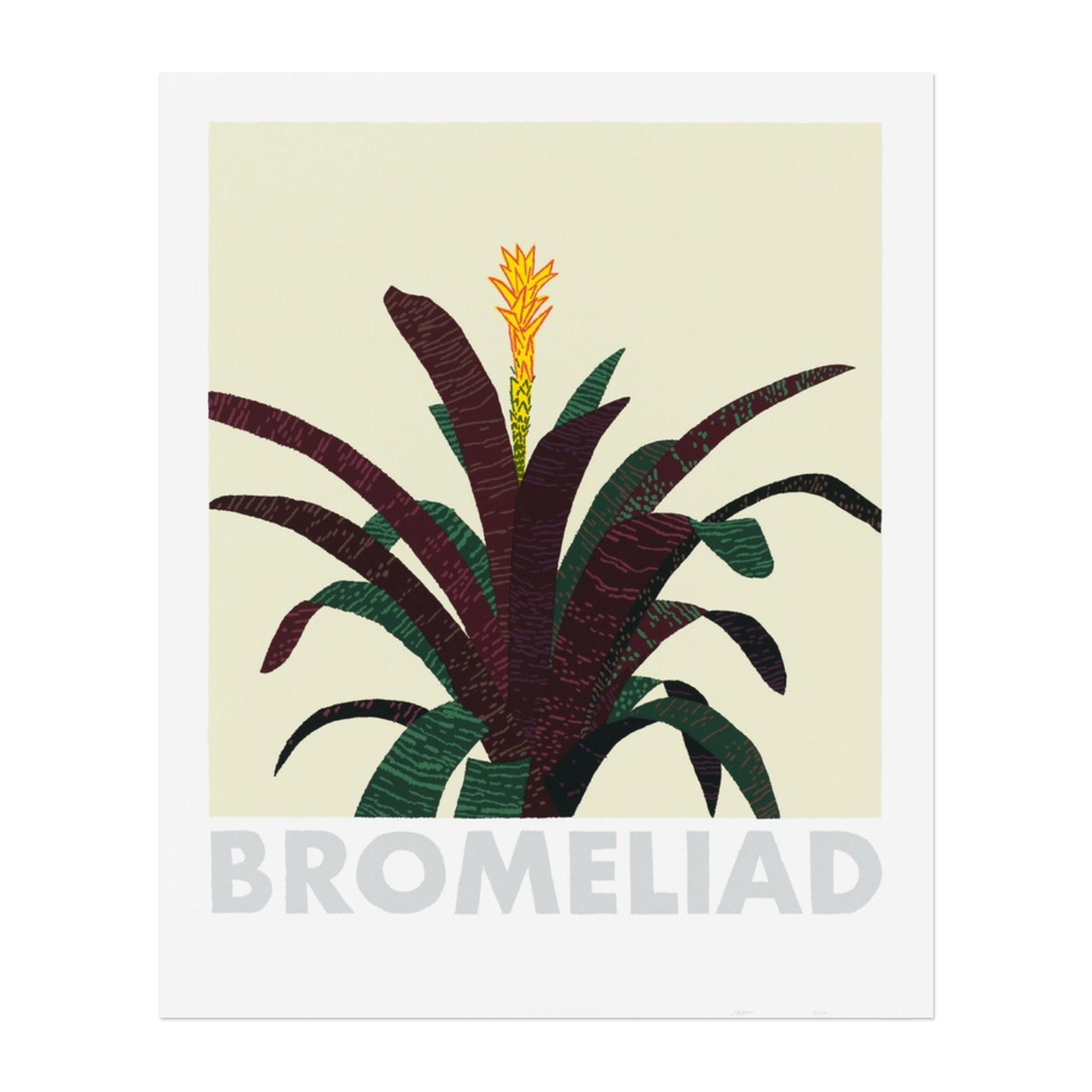 Bromeliad by Jonas Wood